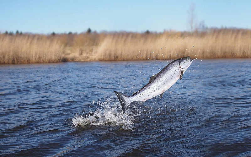 How to Fish for Swimming Bait